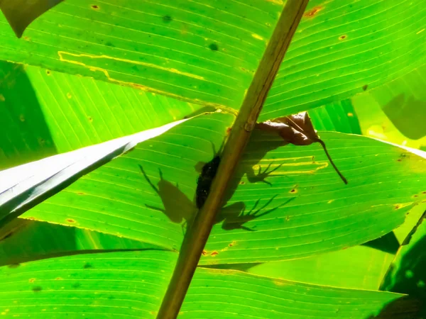 Tortuguero Nationalpark Limon Costa Rica — Stockfoto