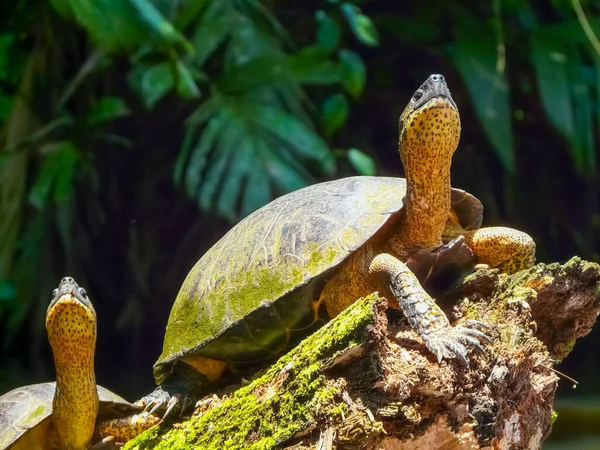 Tortuguero Ulusal Parkı Limon Kosta Rika — Stok fotoğraf