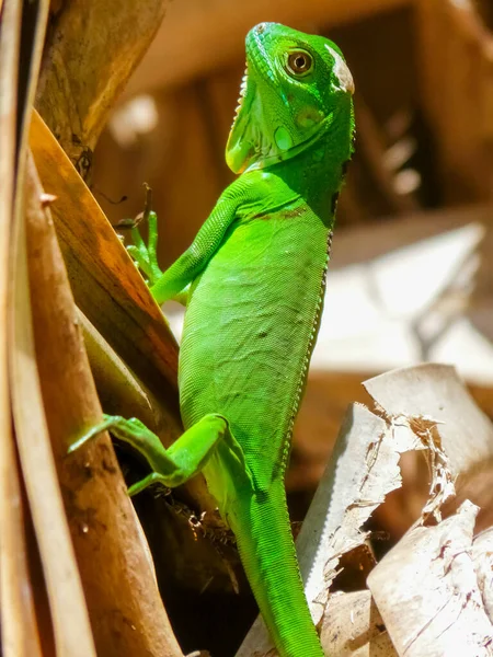 Національний Парк Тортугеро Лімон Коста Рика — стокове фото