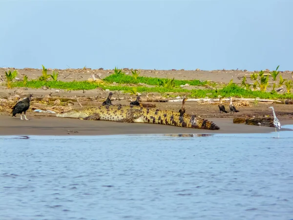 Tortuguero National Park Limon Costa Rica — Stockfoto