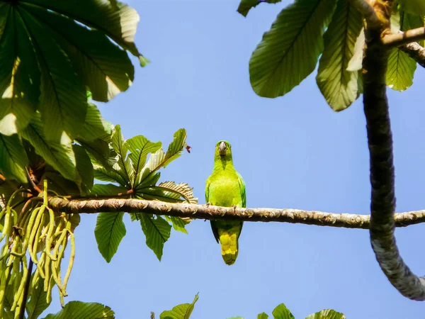 Parque Nacional Tortuguero Limón Costa Rica — Foto de Stock