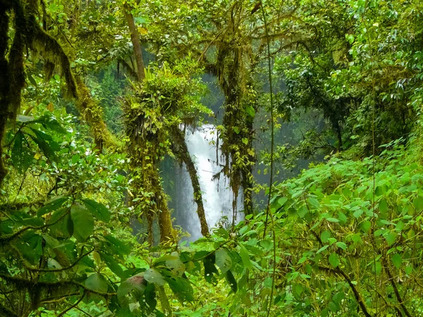 Naturparken Paz Waterfall Gardens Alajuela Costa Rica — Stockfoto