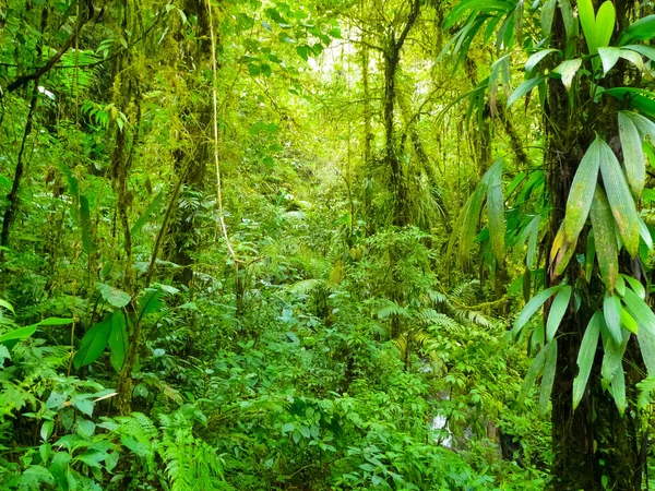 Paz Waterfall Gardens Naturpark Alajuela Costa Rica — Stockfoto
