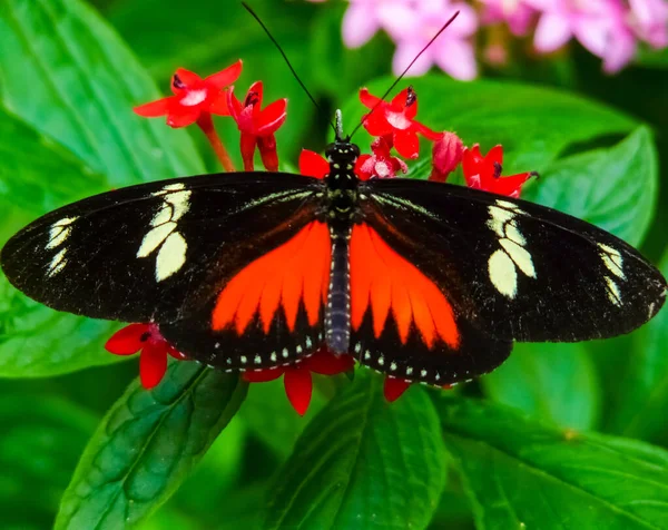 Butterfly Native Tropical Rainforest Costa Rica — Stock Photo, Image