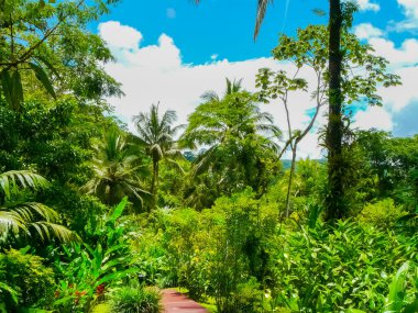 Arenal Volcano 'daki Tabacon Kaplıcaları, Alajuela, San Carlos, Kosta Rika