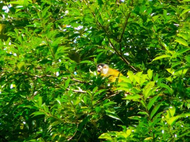 Corcovado Ulusal Parkı, Osa Yarımadası, Kosta Rika