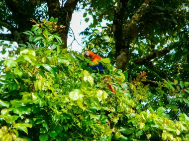 Corcovado National Park, Osa Peninsula, Costa Rica clipart