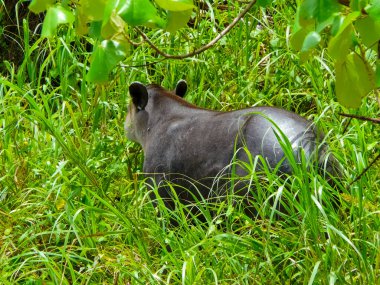 Tapir, Corcovado Ulusal Parkı, Osa Yarımadası, Kosta Rika