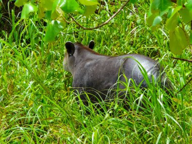 Tapir in Corcovado National Park, Osa Peninsula, Costa Rica clipart