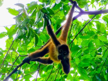 Squirrel monkey, Corcovado National Park, Osa Peninsula, Costa Rica clipart