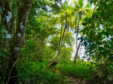 Corcovado Ulusal Parkı, Osa Yarımadası, Kosta Rika