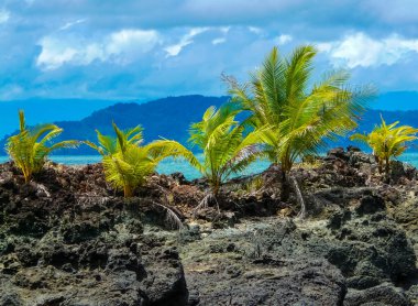 Corcovado Ulusal Parkı, Osa Yarımadası, Kosta Rika