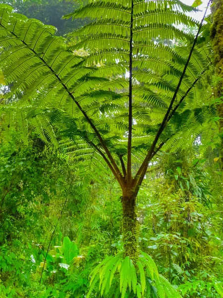 Monteverde Ulusal Parkı Puntarenas Kosta Rika — Stok fotoğraf