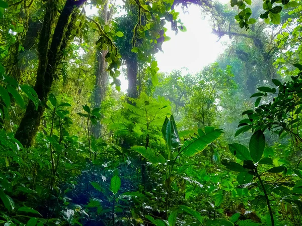 Monteverde National Park Puntarenas Costa Rica — Stock Photo, Image