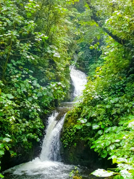 Monteverde National Park Puntarenas Costa Rica — Stock Photo, Image