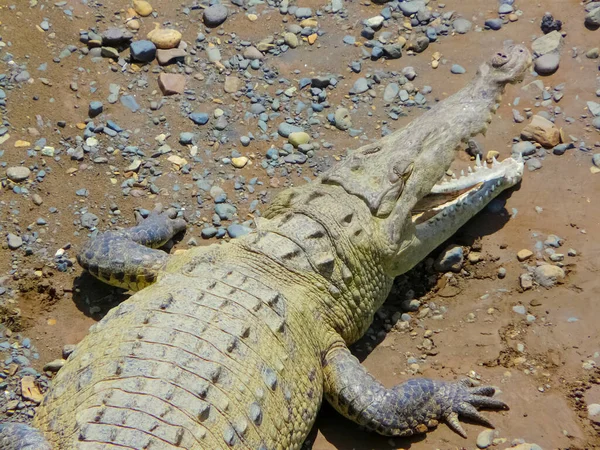 Crocodil Râul Tarcoles Alajuela Orotina Costa Rica — Fotografie, imagine de stoc