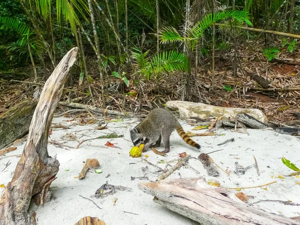 Manuel Antonio National Park Quepos Costa Rica — Stock Photo, Image