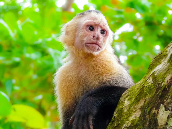 Mono Capuchino Cara Blanca Parque Nacional Manuel Antonio Quepos Costa — Foto de Stock
