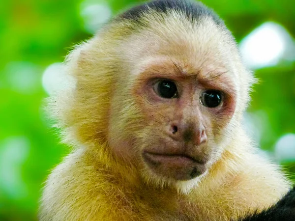 White Faced Capuchin Monkey Manuel Antonio National Park Quepos Costa — Stock Photo, Image