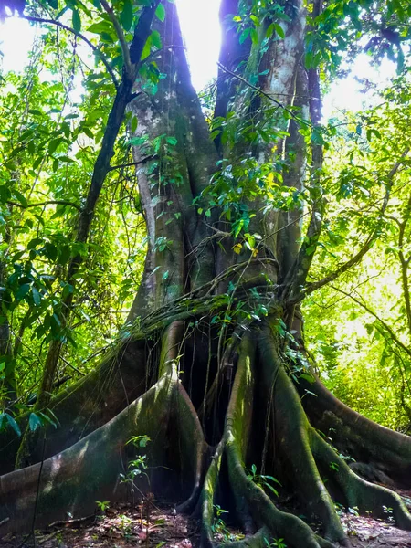 Parque Nacional Corcovado Península Osa Costa Rica —  Fotos de Stock