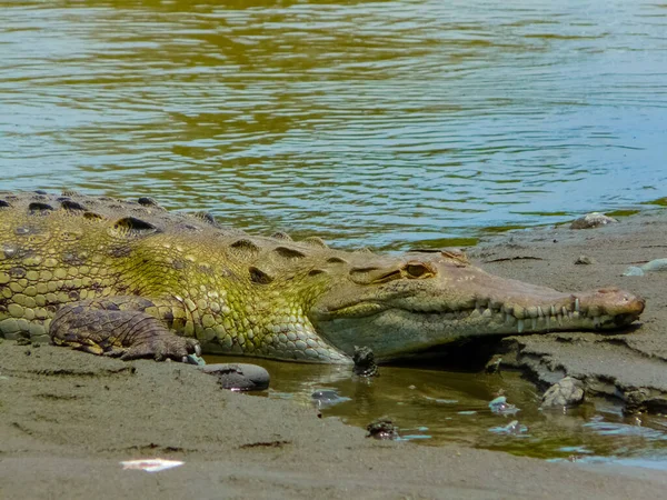 Parcul Național Corcovado Peninsula Osa Costa Rica — Fotografie, imagine de stoc