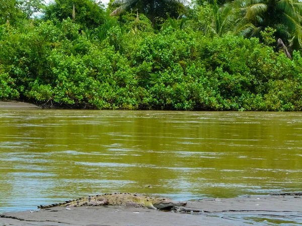 Parcul Național Corcovado Peninsula Osa Costa Rica — Fotografie, imagine de stoc