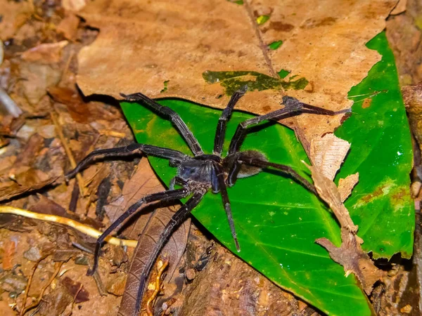 Spider Corcovado National Park Osa Peninsula Costa Rica — Stock Photo, Image