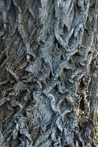 Foto kabuk ağaçlar — Stok fotoğraf