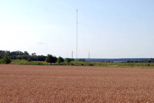 Búzamező és celluláris kommunikációs antenna — Stock Fotó