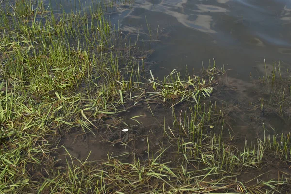 stock image green grass growing in the water