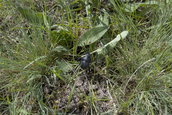 Pequeno besouro preto e joaninha — Fotografia de Stock