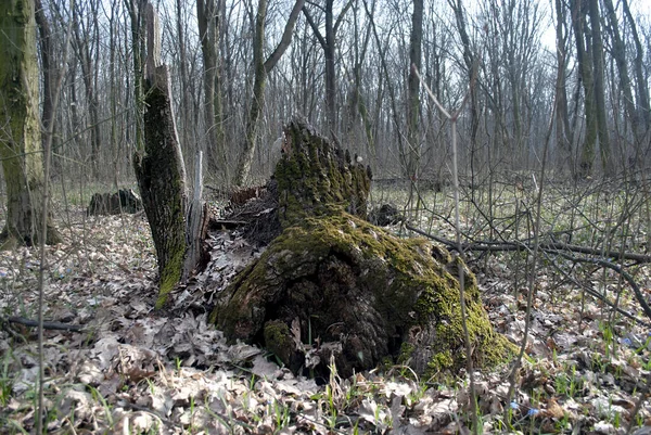 Broken Stump Covered Green Moss Cloudy Weather March Month — Stock Photo, Image