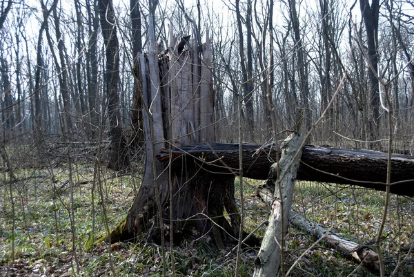 Törött Erdőben Háttérben Fák Felvonulás Hónap — Stock Fotó