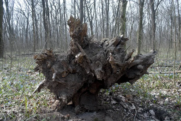 Tree Root Torn Ground Cloudy Weather — Stock Photo, Image