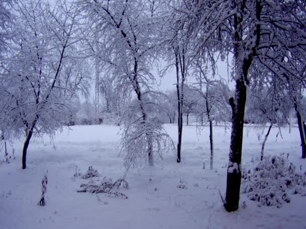 Neve coberto de árvores — Vídeo de Stock