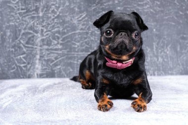 Portrait of petit brabancon dog on grey background, clipart