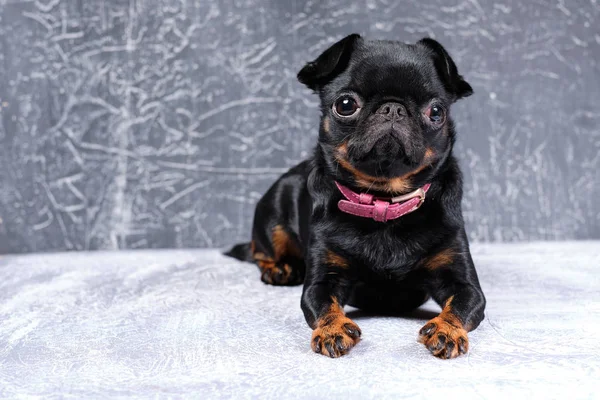 Retrato de cão petit brabancon em fundo cinza , Fotos De Bancos De Imagens