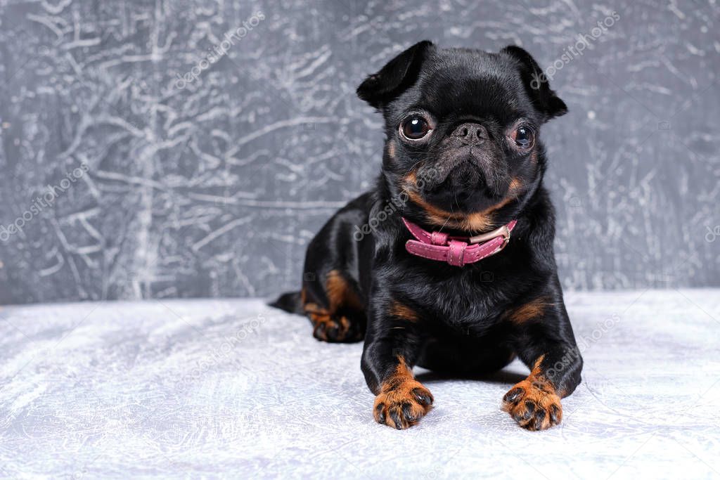 Portrait of petit brabancon dog on grey background,