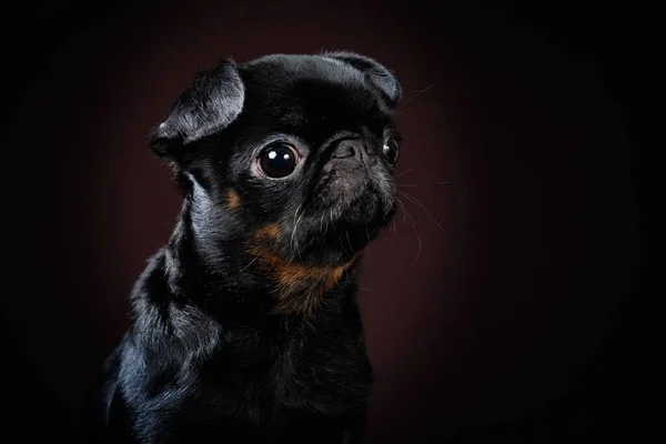 Portrait of the dog Petit brabanson on a dark background — Stock Photo, Image