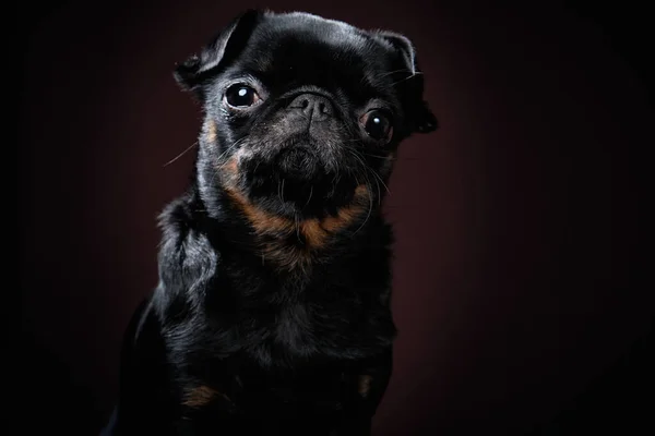 Retrato do cão Petit brabanson em um fundo escuro Fotos De Bancos De Imagens