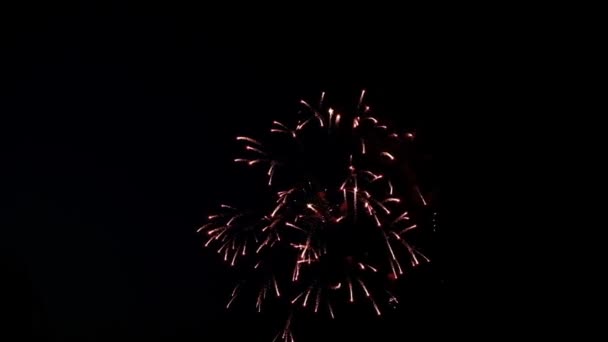 Festive fireworks in the dark sky — Stock Video