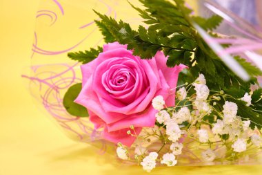 Yeşil eğreltiotu yapraklı pembe gül ve sarı arka planda hipila çalısı.,