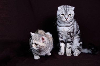 İki kedi, İskoç misketi gümüş üzerinde, İskoç düz, portre