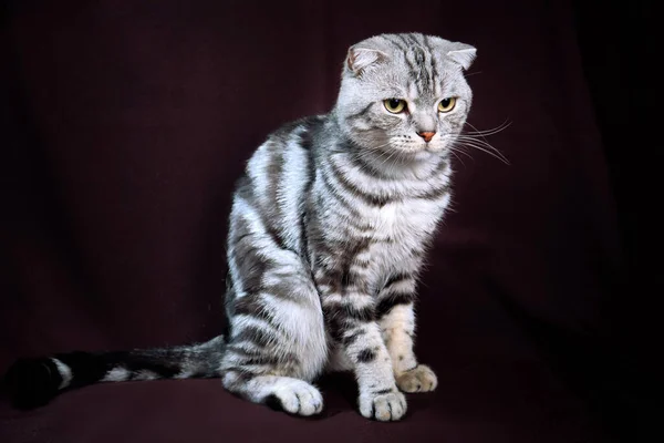 Skoç Kedi Misketi Gümüş Üzerinde Portre — Stok fotoğraf