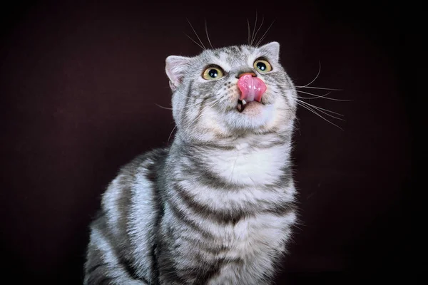 Scottish Krotnie Kot Marmur Srebrze Portret — Zdjęcie stockowe