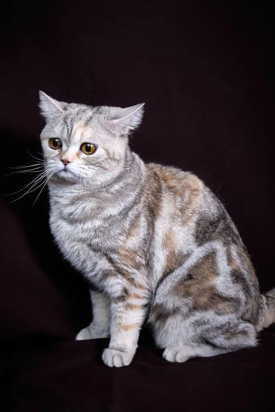 Skotský Skládací Kočičí Mramor Stříbře Portrét — Stock fotografie