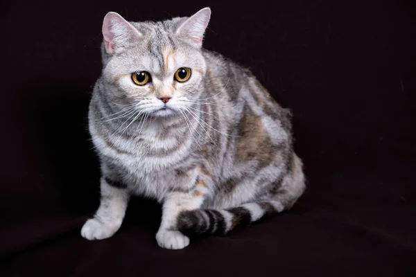 Scottish Φορές Μάρμαρο Γάτα Ασήμι Πορτρέτο — Φωτογραφία Αρχείου