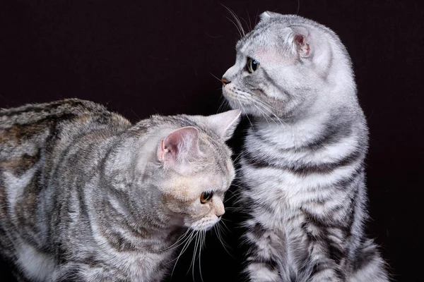 Dwa Koty Scottish Fold Marmur Srebrze Szkocki Prosto Portret — Zdjęcie stockowe