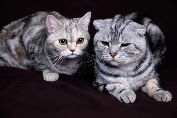 Dvě Kočky Skotský Skládací Mramor Stříbře Skotská Rovně Portrét — Stock fotografie
