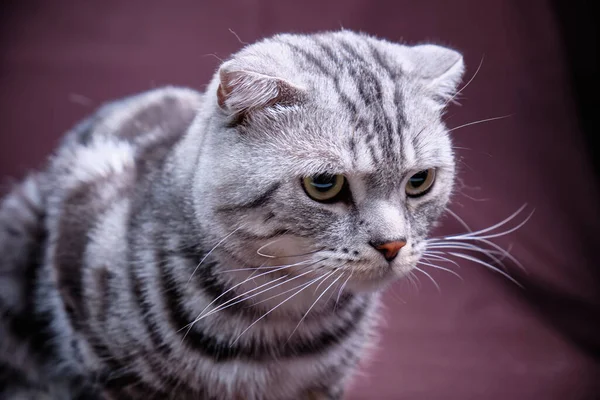 Skotský Skládací Kočičí Mramor Stříbře Portrét — Stock fotografie